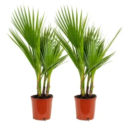 2x Washingtonia Robusta - Palmier Mexicain - Palmier Extérieur - Persistant – ⌀17 Cm - ↕60-75 Cm