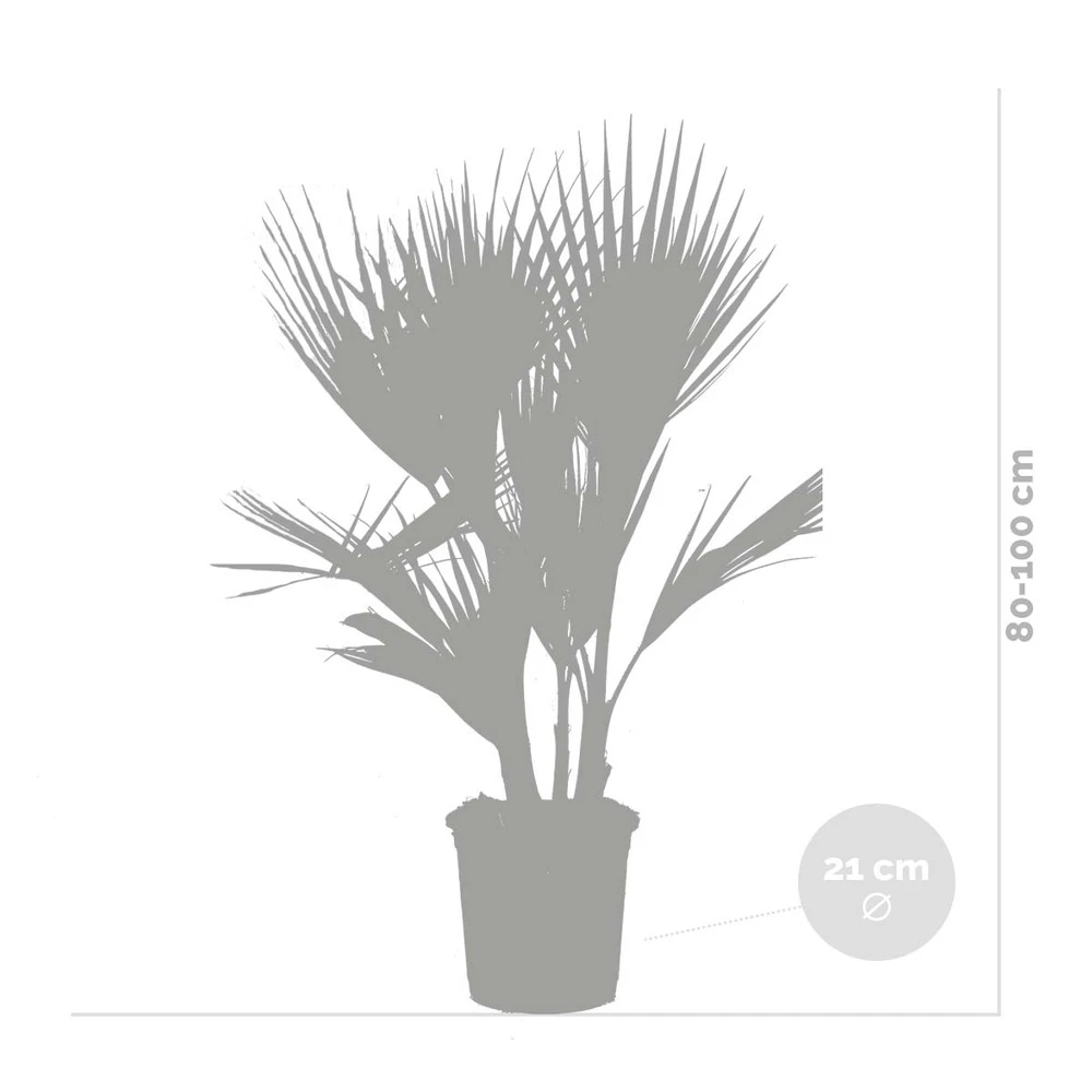 2x Washingtonia Robusta - Palmier Mexicain - Palmier Extérieur - Persistant – ⌀21 Cm - ↕80-100 Cm 4 2x Washingtonia Robusta - Palmier Mexicain - Palmier Extérieur - Persistant – ⌀21 Cm - ↕80-100 Cm – Image 4