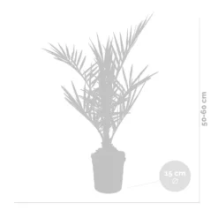 Phoenix Canariensis - Palmier Dattier Des Canaries - Palmier - Rustique – ⌀15 Cm - ↕50-60 Cm 6 Phoenix Canariensis - Palmier Dattier Des Canaries - Palmier - Rustique – ⌀15 Cm - ↕50-60 Cm -Promos Jardesia Magasin 640b203444f913.77342743