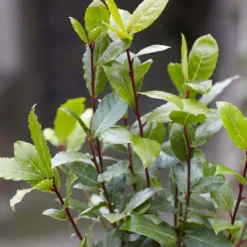 Laurus Nobilis - Laurier De Cuisine - Arbuste - Persistant – ⌀15 Cm - ↕30-45 Cm -Promos Jardesia Magasin 640b2035a542b3.52551879