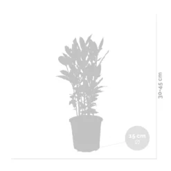 Laurus Nobilis - Laurier De Cuisine - Arbuste - Persistant – ⌀15 Cm - ↕30-45 Cm -Promos Jardesia Magasin 640b2035ac9d61.90448946