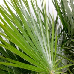 Chamaerops 'humilis' - Palmier Nain Européen - Palmier - Rustique – ⌀21 Cm - ↕60-75 Cm 7 Chamaerops 'humilis' - Palmier Nain Européen - Palmier - Rustique – ⌀21 Cm - ↕60-75 Cm -Promos Jardesia Magasin 640b203886c264.75399730