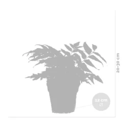 3x Fern Mix - Fougère D'extérieur - Fougère - Rustique - ⌀12 Cm - ↕20-30 Cm 6 3x Fern Mix - Fougère D'extérieur - Fougère - Rustique - ⌀12 Cm - ↕20-30 Cm -Promos Jardesia Magasin 640b2045c15d19.59850432