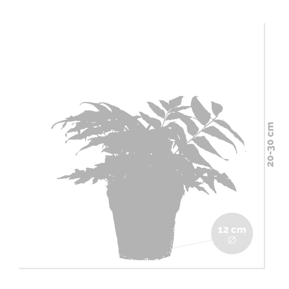 3x Fern Mix - Fougère D'extérieur - Fougère - Rustique - ⌀12 Cm - ↕20-30 Cm 3 3x Fern Mix - Fougère D'extérieur - Fougère - Rustique - ⌀12 Cm - ↕20-30 Cm – Image 3