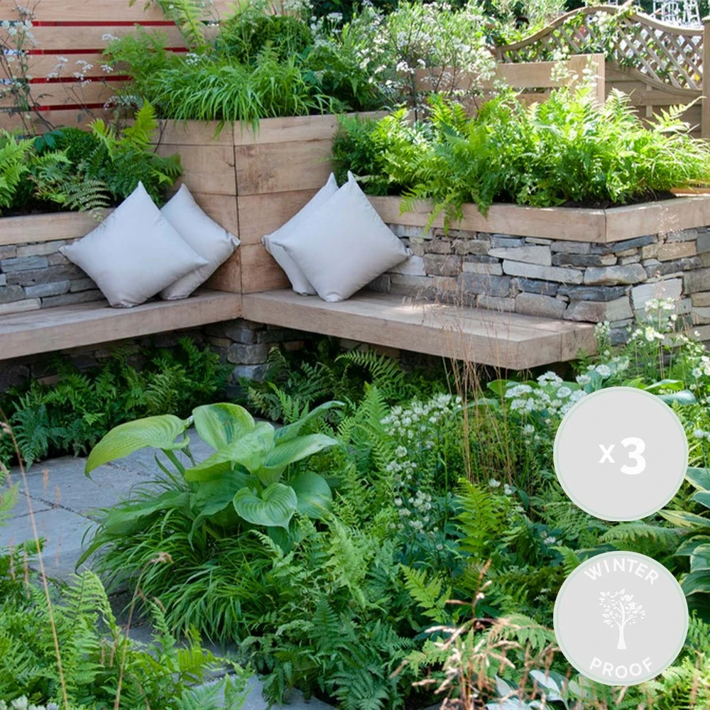 3x Fern Mix - Fougère D'extérieur - Fougère - Rustique - ⌀12 Cm - ↕20-30 Cm 2 3x Fern Mix - Fougère D'extérieur - Fougère - Rustique - ⌀12 Cm - ↕20-30 Cm – Image 2