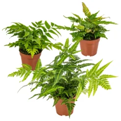 3x Fern Mix - Fougère D'extérieur - Fougère - Rustique - ⌀12 Cm - ↕20-30 Cm