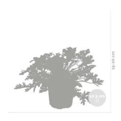 3x Pelargonium Graveolens – Géranium Citronné – Anti-moustique - Parfumé – ⌀10.5 Cm - ↕15-20 Cm 6 3x Pelargonium Graveolens – Géranium Citronné – Anti-moustique - Parfumé – ⌀10.5 Cm - ↕15-20 Cm -Promos Jardesia Magasin 640b2055ea72a1.18971844