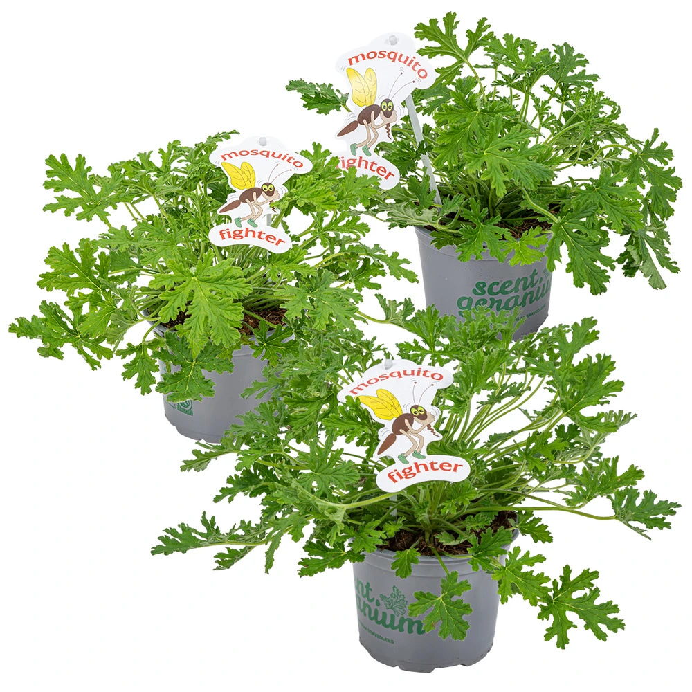 3x Pelargonium Graveolens – Géranium Citronné – Anti-moustique - Parfumé – ⌀10.5 Cm - ↕15-20 Cm 1 3x Pelargonium Graveolens – Géranium Citronné – Anti-moustique - Parfumé – ⌀10.5 Cm - ↕15-20 Cm