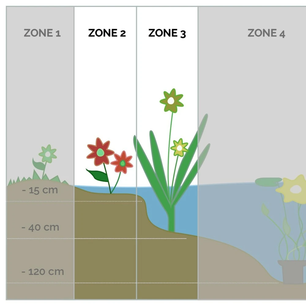 6x Mélange De Plantes De Bassin Purifiantes – Zone 2 & 3 – Faible Entretien - ⌀9 Cm - ↕05-20 Cm 4 6x Mélange De Plantes De Bassin Purifiantes – Zone 2 & 3 – Faible Entretien - ⌀9 Cm - ↕05-20 Cm – Image 4