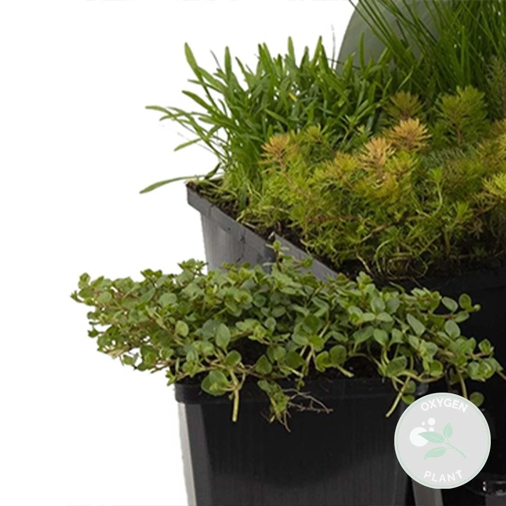 6x Mélange De Plantes De Bassin Riches En Oxygène - Zone 2 & 3 - ⌀9 Cm - ↕15-25 Cm 2 6x Mélange De Plantes De Bassin Riches En Oxygène - Zone 2 & 3 - ⌀9 Cm - ↕15-25 Cm – Image 2