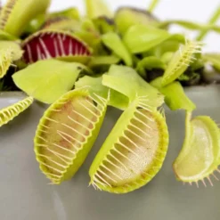 Dionaea Muscipula – Plante Carnivore – Peu D'entretien – ⌀12 Cm – ↕10-15 Cm -Promos Jardesia Magasin 640b20a5eb0eb6.97520073