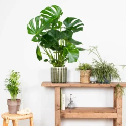 Monstera Deliciosa - Plante Trouée - Plante D'intérieur - Purificateur D'air – ⌀21 Cm - ↕70-80 Cm 7 Monstera Deliciosa - Plante Trouée - Plante D'intérieur - Purificateur D'air – ⌀21 Cm - ↕70-80 Cm -Promos Jardesia Magasin 640b20b66958b4.75271986