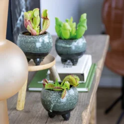 3x Mélange De Plantes Carnivores – Plante Des Marais – Entretien Facile⌀6 Cm ⌀05-10 Cm -Promos Jardesia Magasin 640b20c6d93a55.84252896