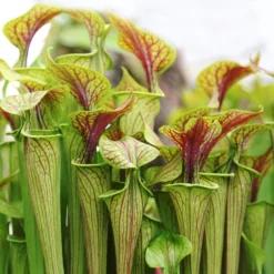 2x Sarracenia 'juthatip Soper' – Plante Carnivore – Entretien Facile ⌀12 Cm – ↕10-20cm -Promos Jardesia Magasin 640b20de0d95e6.50661912