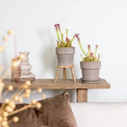 2x Sarracenia 'juthatip Soper' – Plante Carnivore – Entretien Facile ⌀12 Cm – ↕10-20cm -Promos Jardesia Magasin 640b20de202773.22562993