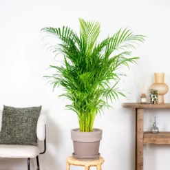 Dypsis Lutescens - Palmier Dorés - Plante D'intérieur - Entretien Facile – ⌀24 Cm - ↕120-130 Cm 7 Dypsis Lutescens - Palmier Dorés - Plante D'intérieur - Entretien Facile – ⌀24 Cm - ↕120-130 Cm -Promos Jardesia Magasin 640b20fca5b7e0.32931712