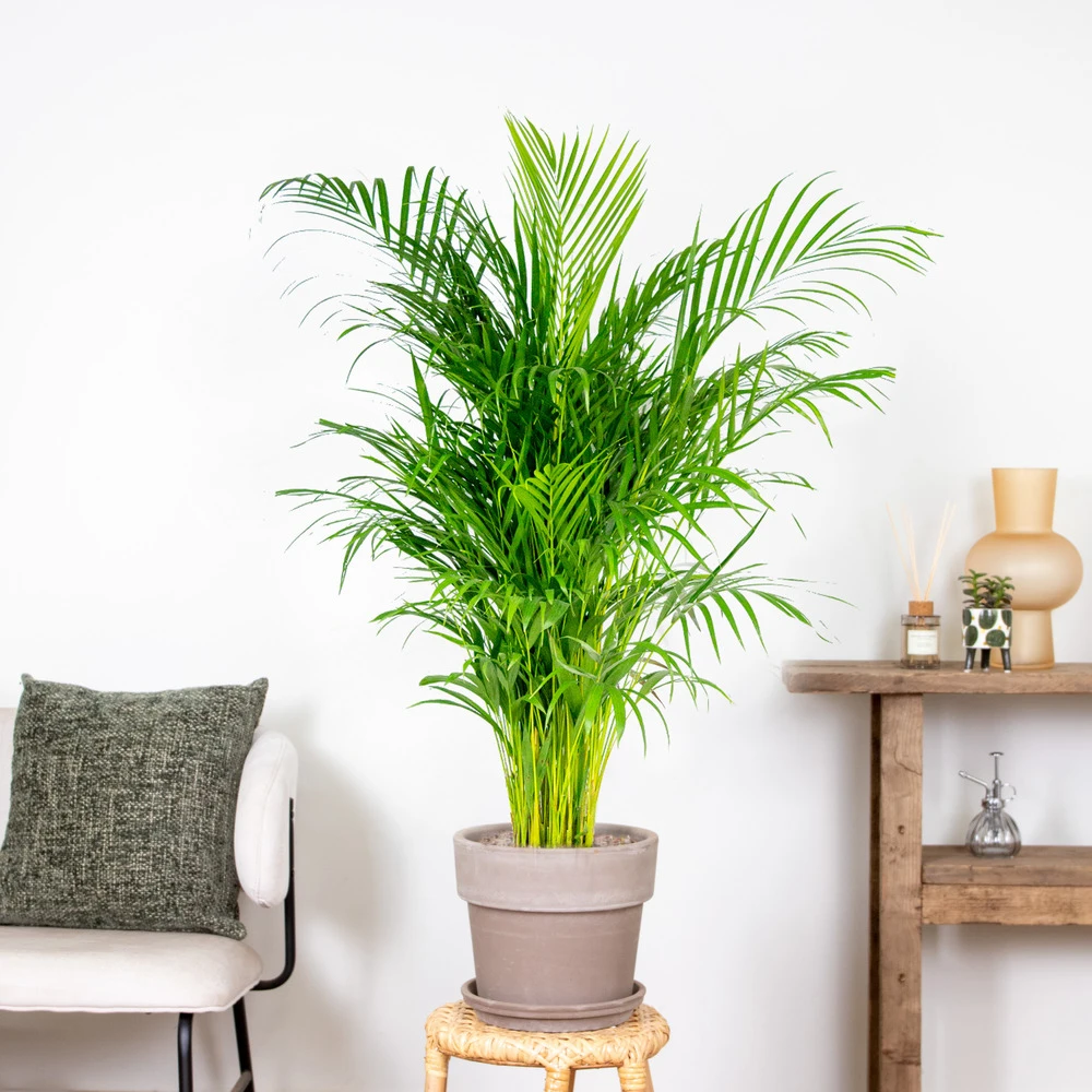 Dypsis Lutescens - Palmier Dorés - Plante D'intérieur - Entretien Facile – ⌀24 Cm - ↕120-130 Cm 4 Dypsis Lutescens - Palmier Dorés - Plante D'intérieur - Entretien Facile – ⌀24 Cm - ↕120-130 Cm – Image 4