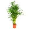 Dypsis Lutescens - Palmier Dorés - Plante D'intérieur - Entretien Facile – ⌀24 Cm - ↕140-150 Cm