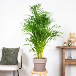 Dypsis Lutescens - Palmier Dorés - Plante D'intérieur - Entretien Facile – ⌀24 Cm - ↕140-150 Cm -Promos Jardesia Magasin 640b21017f4da5.10388502