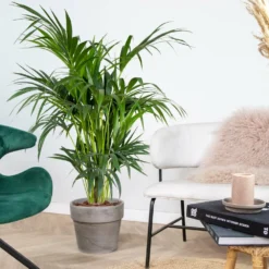 Howea Forsteriana - Palmier Kentia - Plante D'intérieur - Purificateur D'air – ⌀24 Cm - ↕120-130 Cm 7 Howea Forsteriana - Palmier Kentia - Plante D'intérieur - Purificateur D'air – ⌀24 Cm - ↕120-130 Cm -Promos Jardesia Magasin 640b2102da86e5.91390726