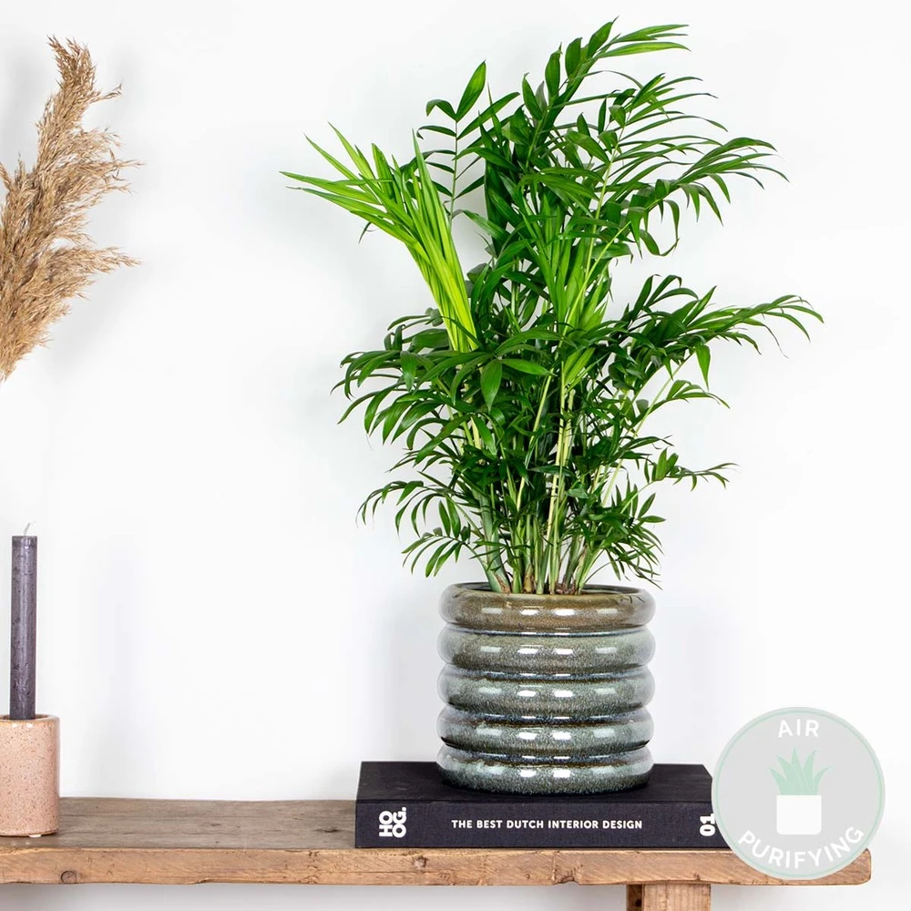 Chamaedorea Elegans - Palmier Nain Mexicain - Purificateur D'air – ⌀17 Cm - ↕50-60 Cm 2 Chamaedorea Elegans - Palmier Nain Mexicain - Purificateur D'air – ⌀17 Cm - ↕50-60 Cm – Image 2
