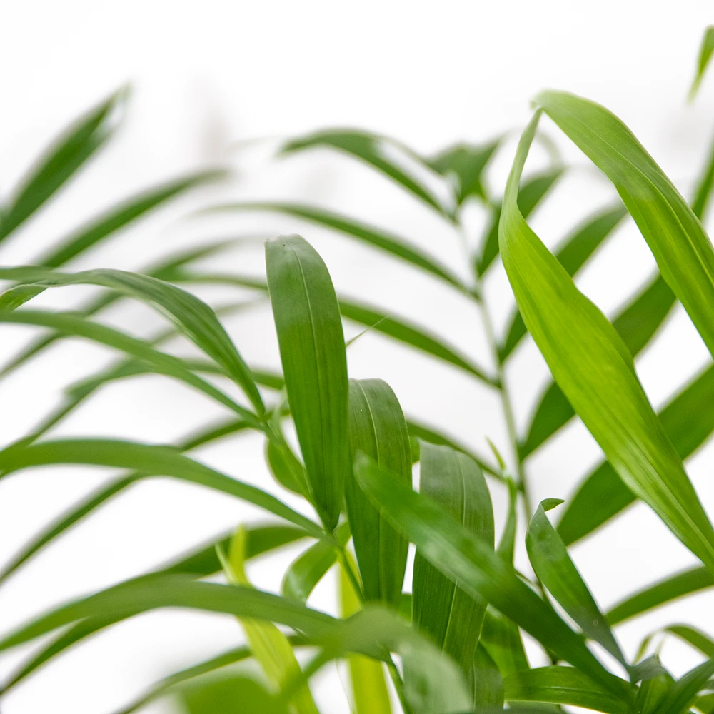 Chamaedorea Elegans - Palmier Nain Mexicain - Purificateur D'air – ⌀17 Cm - ↕50-60 Cm 3 Chamaedorea Elegans - Palmier Nain Mexicain - Purificateur D'air – ⌀17 Cm - ↕50-60 Cm – Image 3