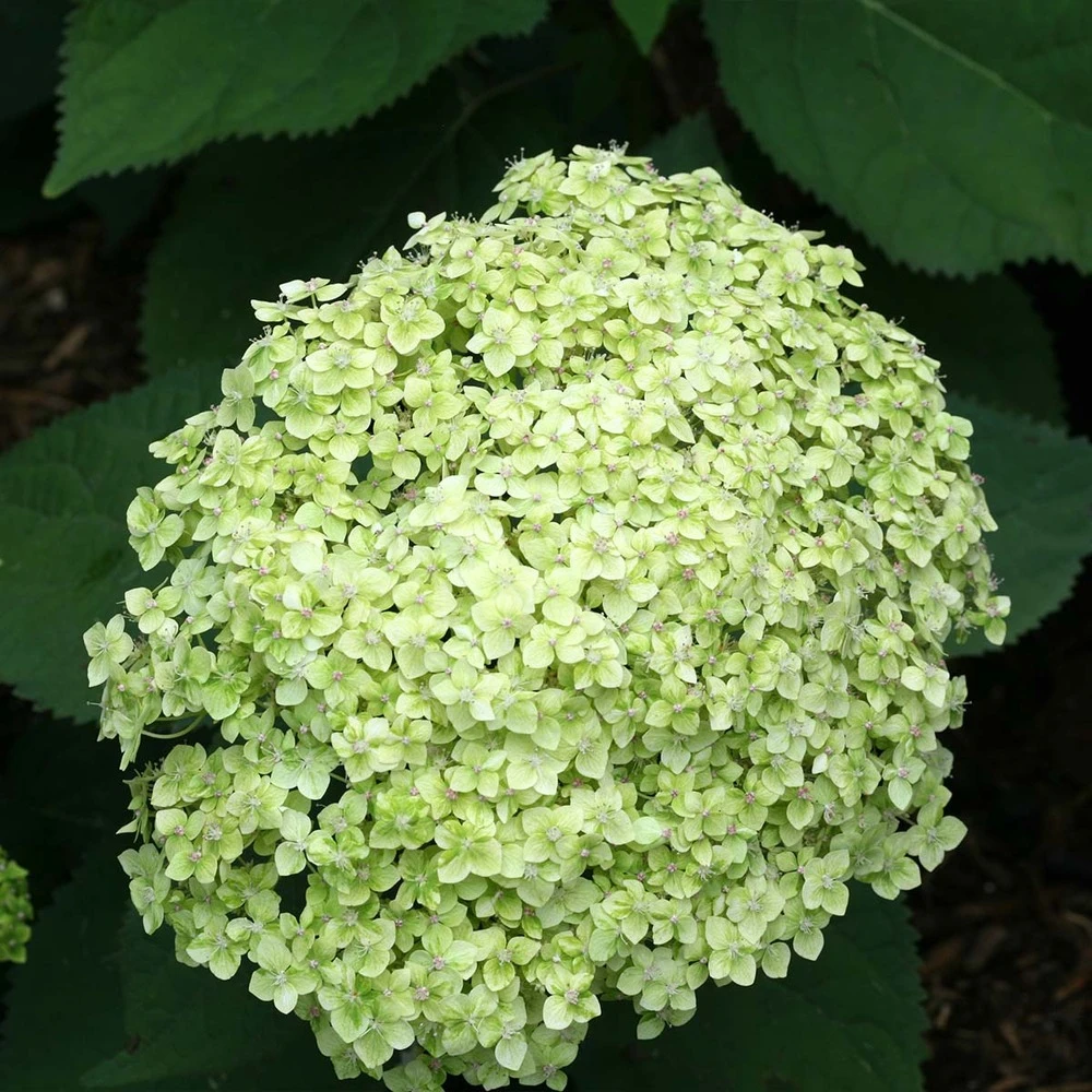2x Hortensia 'little Lime' - Panicule D'hortensia - Vert - Arbuste - Rustique - ⌀19 Cm - ↕35-45 Cm 4 2x Hortensia 'little Lime' - Panicule D'hortensia - Vert - Arbuste - Rustique - ⌀19 Cm - ↕35-45 Cm – Image 4