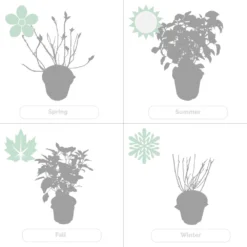 2x Hortensia 'little Lime' - Panicule D'hortensia - Vert - Arbuste - Rustique - ⌀19 Cm - ↕35-45 Cm 9 2x Hortensia 'little Lime' - Panicule D'hortensia - Vert - Arbuste - Rustique - ⌀19 Cm - ↕35-45 Cm -Promos Jardesia Magasin 640b7511d9d976.16440964