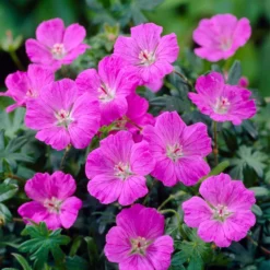 3x Geranium Sanguineum - Géranium Sanguin - Plante D'extérieur - Peu D'entretien – ⌀9 Cm - ↕10-15 Cm -Promos Jardesia Magasin 640b75144f6c84.04695471