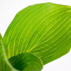 6x Hosta Sieboldiana 'elegans' - Lys Coeur - Vivace - Rustique – ⌀9 Cm - ↕10-15 Cm 6 6x Hosta Sieboldiana 'elegans' - Lys Coeur - Vivace - Rustique – ⌀9 Cm - ↕10-15 Cm -Promos Jardesia Magasin 640b75159b91b6.92993223