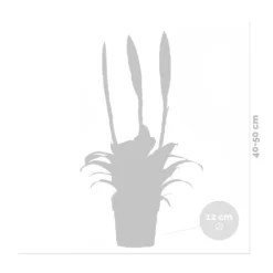 Vriesea Era – Torch Bromelia – Plante D'intérieur – Peu D'entretien – ⌀12 Cm – ↕40-50 Cm -Promos Jardesia Magasin 640b75191d7d17.63926788
