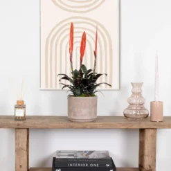 Vriesea Era – Torch Bromelia – Plante D'intérieur – Peu D'entretien – ⌀12 Cm – ↕40-50 Cm -Promos Jardesia Magasin 640b75192e1106.98667861