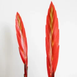 Vriesea Era – Torch Bromelia – Plante D'intérieur – Peu D'entretien – ⌀12 Cm – ↕40-50 Cm -Promos Jardesia Magasin 640b7519494c11.65957353