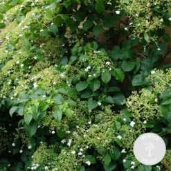 Hortensia 'petiolaris' - Hortensia Grimpant - Plante Grimpante - Autocollant - ⌀15 Cm - ↕60-70 Cm -Promos Jardesia Magasin 640b751f879ee6.52089320
