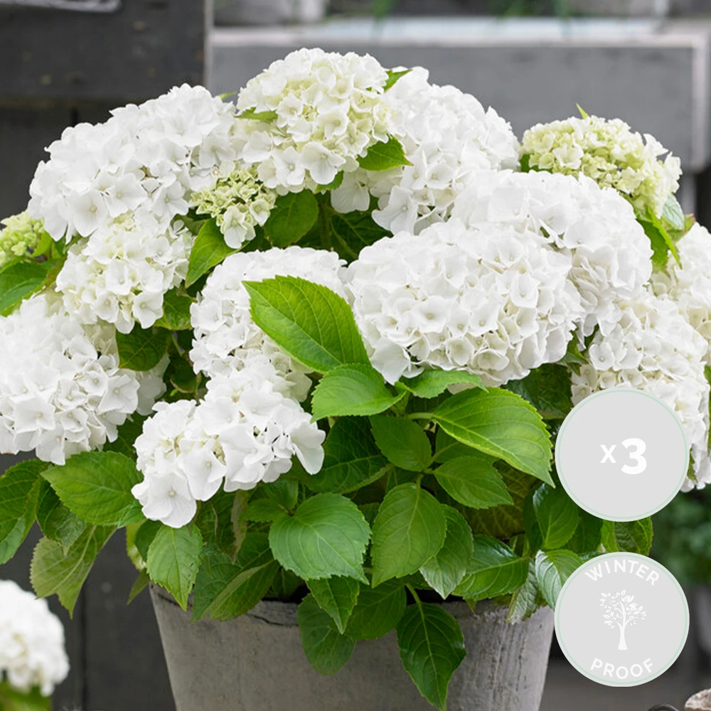 3x Hydrangea Macrophylla 'wudu' – Hortensia – Arbuste - Rustique – ⌀10.5 Cm - ↕20-25 Cm 2 3x Hydrangea Macrophylla 'wudu' – Hortensia – Arbuste - Rustique – ⌀10.5 Cm - ↕20-25 Cm – Image 2