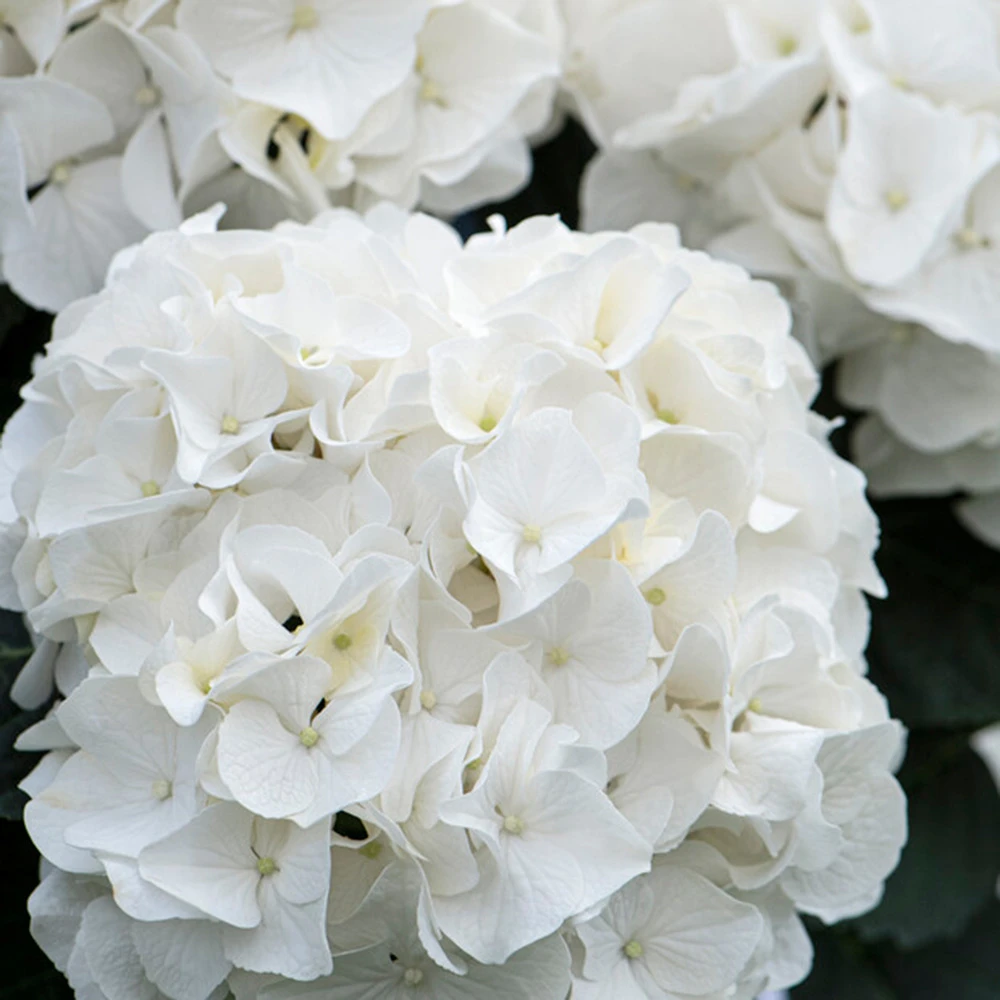 3x Hydrangea Macrophylla 'wudu' – Hortensia – Arbuste - Rustique – ⌀10.5 Cm - ↕20-25 Cm 4 3x Hydrangea Macrophylla 'wudu' – Hortensia – Arbuste - Rustique – ⌀10.5 Cm - ↕20-25 Cm – Image 4