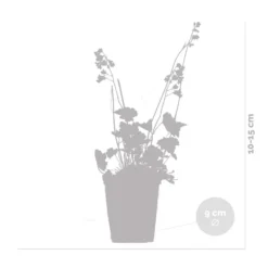 Heuchera Sanguinea 'splendens' - Campanule Pourpre - Vivace - Rustique – ⌀9 Cm - ↕10-15 Cm 8 Heuchera Sanguinea 'splendens' - Campanule Pourpre - Vivace - Rustique – ⌀9 Cm - ↕10-15 Cm -Promos Jardesia Magasin 640b752ad553f4.50191708