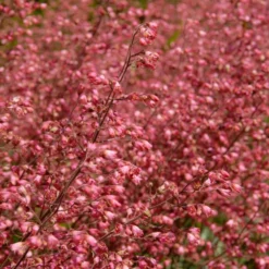 Heuchera Sanguinea 'splendens' - Campanule Pourpre - Vivace - Rustique – ⌀9 Cm - ↕10-15 Cm 7 Heuchera Sanguinea 'splendens' - Campanule Pourpre - Vivace - Rustique – ⌀9 Cm - ↕10-15 Cm -Promos Jardesia Magasin 640b752ad8f6e5.46813423