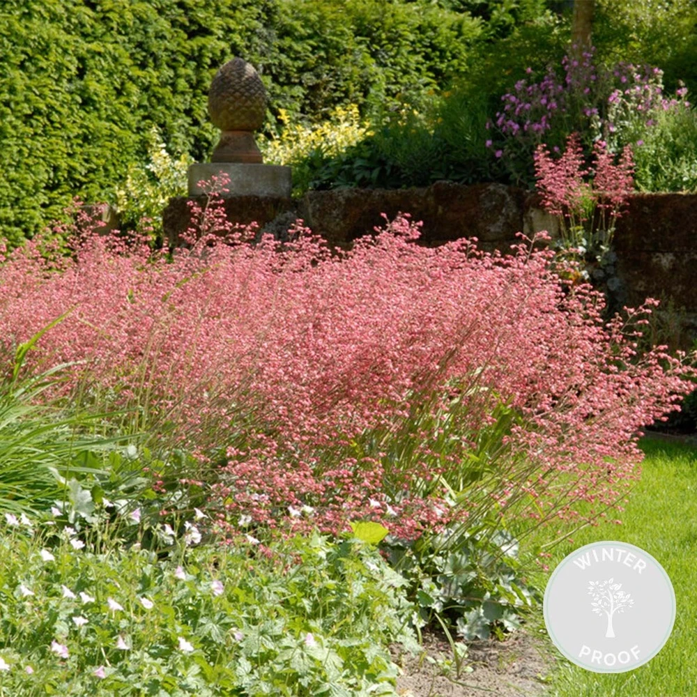 Heuchera Sanguinea 'splendens' - Campanule Pourpre - Vivace - Rustique – ⌀9 Cm - ↕10-15 Cm 1 Heuchera Sanguinea 'splendens' - Campanule Pourpre - Vivace - Rustique – ⌀9 Cm - ↕10-15 Cm