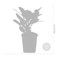 3x Rhododendron Mix – Rhododendron – Arbuste – Persistant – ⌀09 Cm - ↕15-20 Cm 7 3x Rhododendron Mix – Rhododendron – Arbuste – Persistant – ⌀09 Cm - ↕15-20 Cm -Promos Jardesia Magasin 640b752e8398a2.47071457