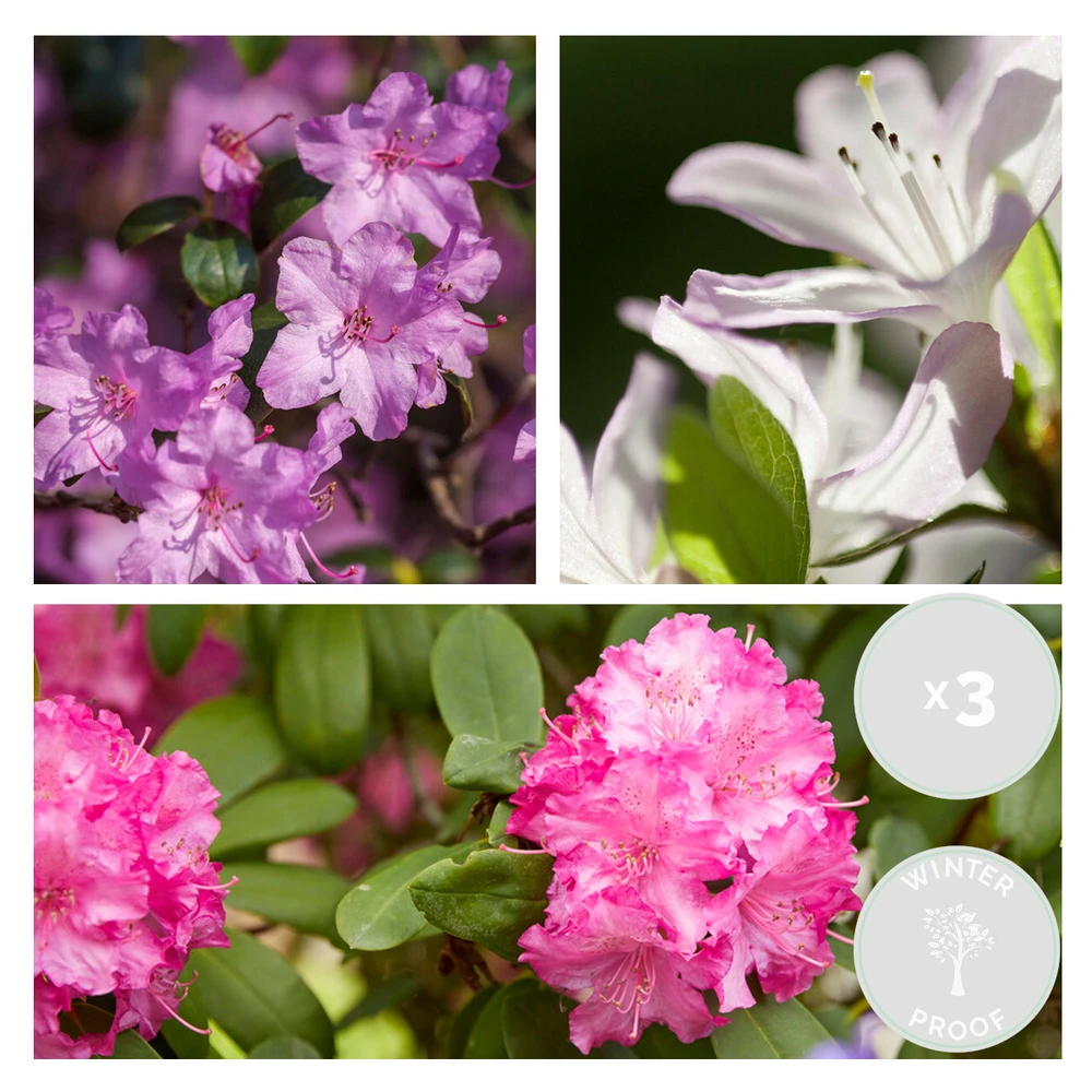 3x Rhododendron Mix – Rhododendron – Arbuste – Persistant – ⌀09 Cm - ↕15-20 Cm 2 3x Rhododendron Mix – Rhododendron – Arbuste – Persistant – ⌀09 Cm - ↕15-20 Cm – Image 2
