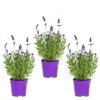 3x Lavandula Angustifolia 'ardèche Blue' - Lavande - Arbuste - Rustique – ⌀10.5 Cm - ↕10-15 Cm