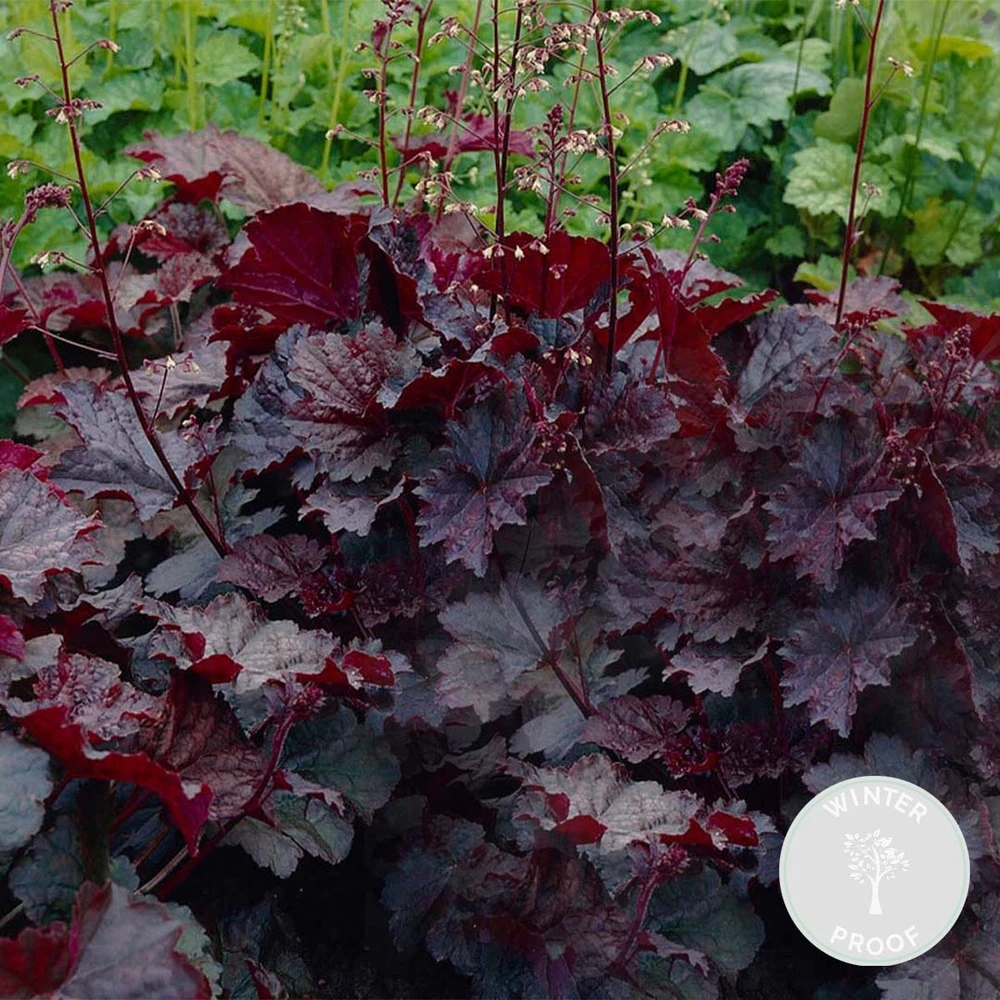 Heuchera Micrantha 'palace Purple' - Campanule - Vivace - Rustique – ⌀9 Cm - ↕10-15 Cm 1 Heuchera Micrantha 'palace Purple' - Campanule - Vivace - Rustique – ⌀9 Cm - ↕10-15 Cm