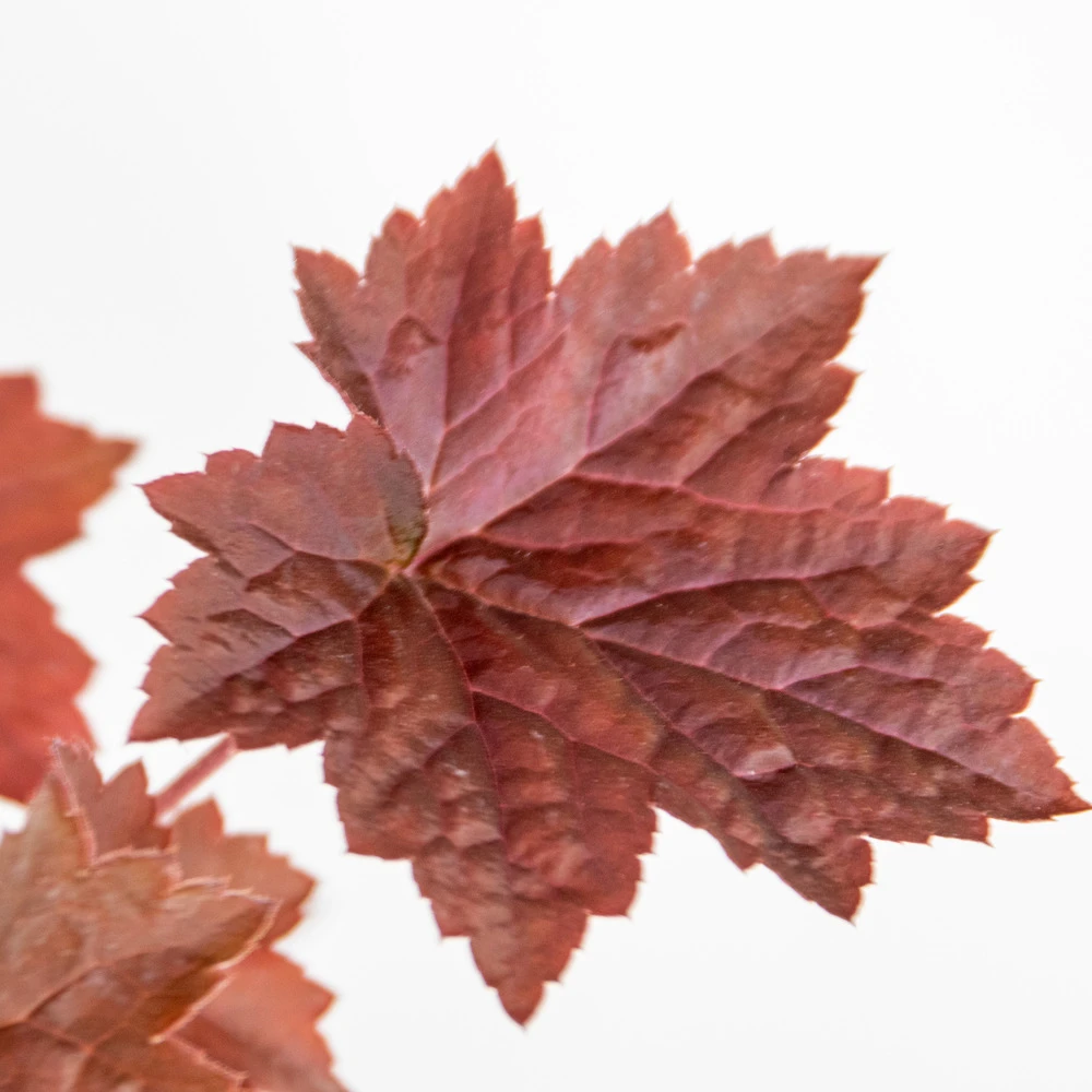 Heuchera Micrantha 'palace Purple' - Campanule - Vivace - Rustique – ⌀9 Cm - ↕10-15 Cm 5 Heuchera Micrantha 'palace Purple' - Campanule - Vivace - Rustique – ⌀9 Cm - ↕10-15 Cm – Image 5