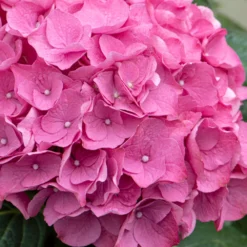 3x Hydrangea Macrophylla 'early Pink' - Hortensia - Arbuste - Rustique – ⌀10.5 Cm - ↕20-25 Cm -Promos Jardesia Magasin 640b75390710b1.57621117