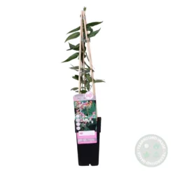 2x Lonicera Henryi – Chèvrefeuille – Plante Grimpante – Persistant – ⌀15 Cm - ↕60-70 Cm -Promos Jardesia Magasin 640b753f371b35.57231534