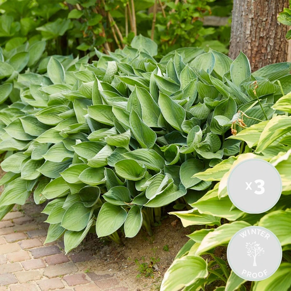 3x Hosta Sieboldiana 'elegans' - Lys Coeur - Vivace - Rustique – ⌀9 Cm - ↕10-15 Cm 1 3x Hosta Sieboldiana 'elegans' - Lys Coeur - Vivace - Rustique – ⌀9 Cm - ↕10-15 Cm