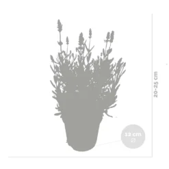 6x Lavandula Angustifolia 'ardèche' - Lavande - Arbuste - Rustique – ⌀12 Cm - ↕20-25 Cm -Promos Jardesia Magasin 640b754f5d4b48.71582360