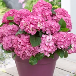 3x Hydrangea Macrophylla Mix – Hortensia – Arbuste - Rustique – ⌀10.5 Cm - ↕20-25 Cm -Promos Jardesia Magasin 640b755130da50.05303611