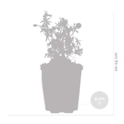 6x Geranium Sanguineum - Géranium Sanguin - Plante D'extérieur - Peu D'entretien – ⌀9 Cm - ↕10-15 Cm -Promos Jardesia Magasin 640b755da57f39.57781406